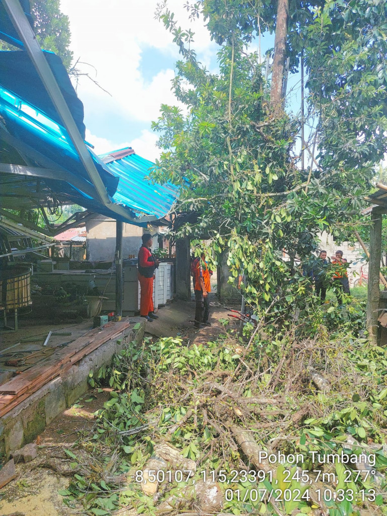 Pohon Tumbang di Banjar Pengembungan Sari, Desa Bongkasa, Kecamatan Abiansemal Tanggal 07 Januari 2024